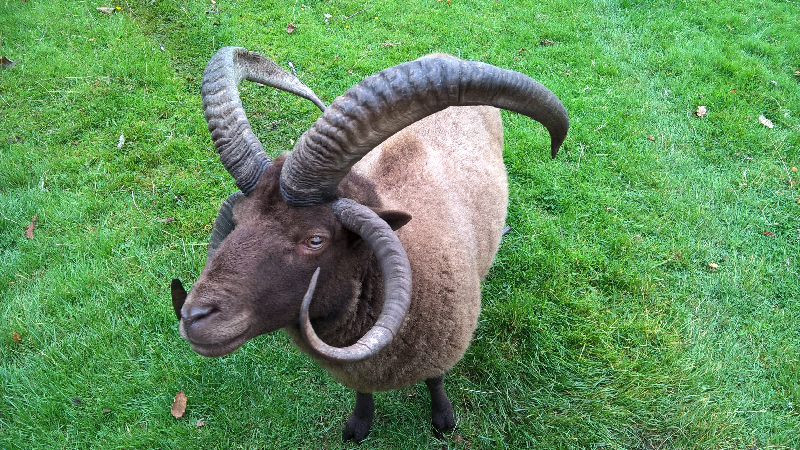 Baa Baa Black Sheep, or is it Brown?